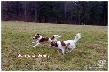 Kooikerhondje von der Spessartrose