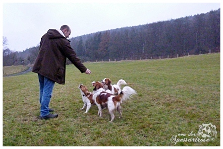 Kooikerhondje von der Spessartrose