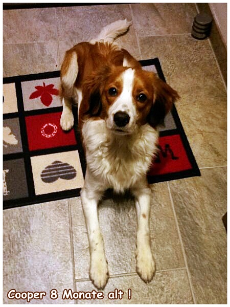 Kooikerhondje von der Spessartrose