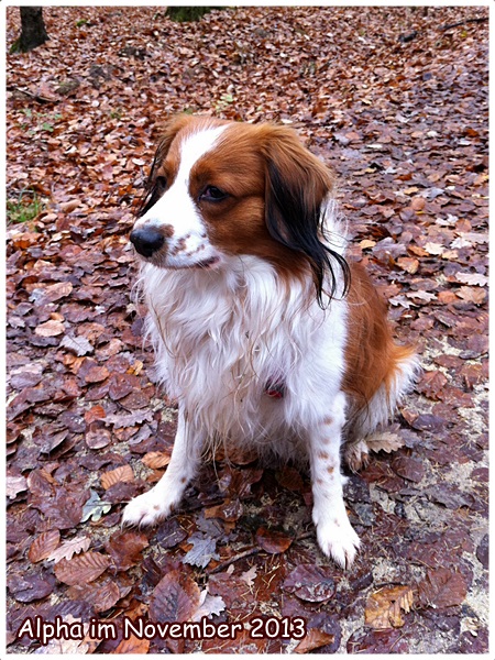 Kooikerhondje von der Spessartrose