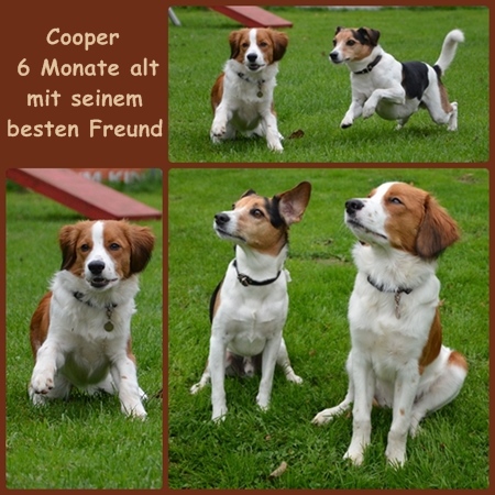 Kooikerhondje von der Spessartrose