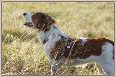 Kooikerhondje von der Spessartrose