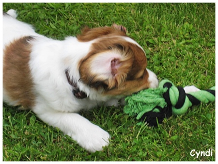 Kooikerhondje von der Spessartrose