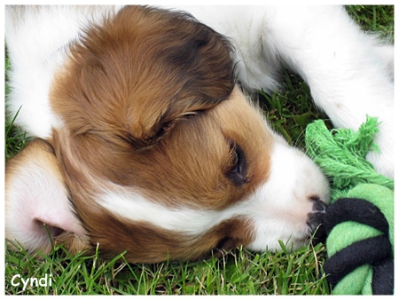 Kooikerhondje von der Spessartrose