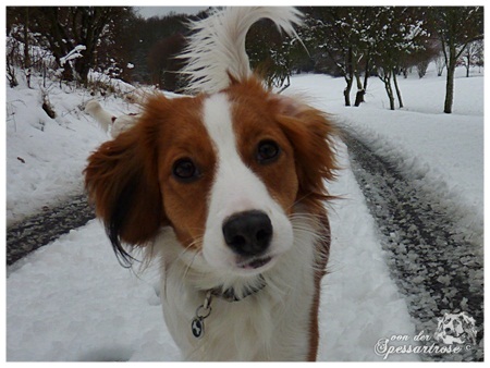 Kooikerhondje von der Spessartrose