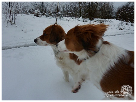 Kooikerhondje von der Spessartrose