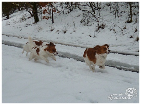 Kooikerhondje von der Spessartrose