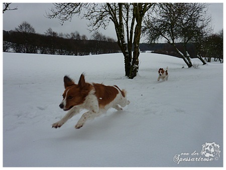 Kooikerhondje von der Spessartrose