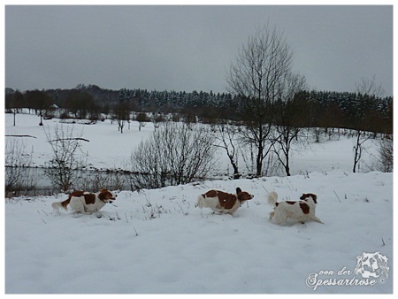 Kooikerhondje von der Spessartrose