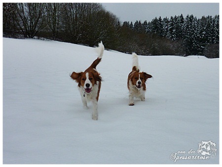 Kooikerhondje von der Spessartrose