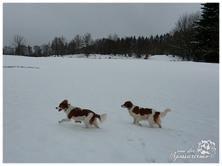 Kooikerhondje von der Spessartrose