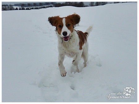 Kooikerhondje von der Spessartrose