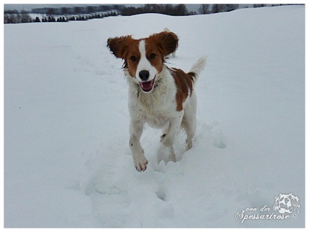 Kooikerhondje von der Spessartrose