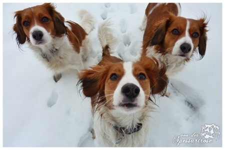 Kooikerhondje von der Spessartrose