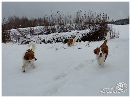 Kooikerhondje von der Spessartrose